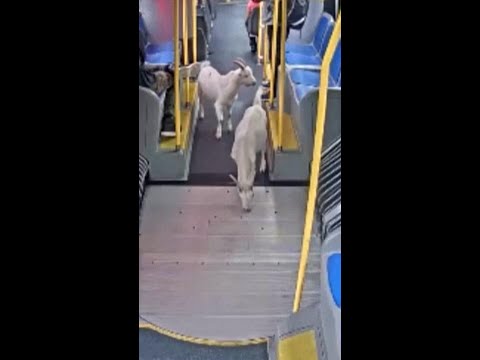 Two goats briefly board a Portland bus