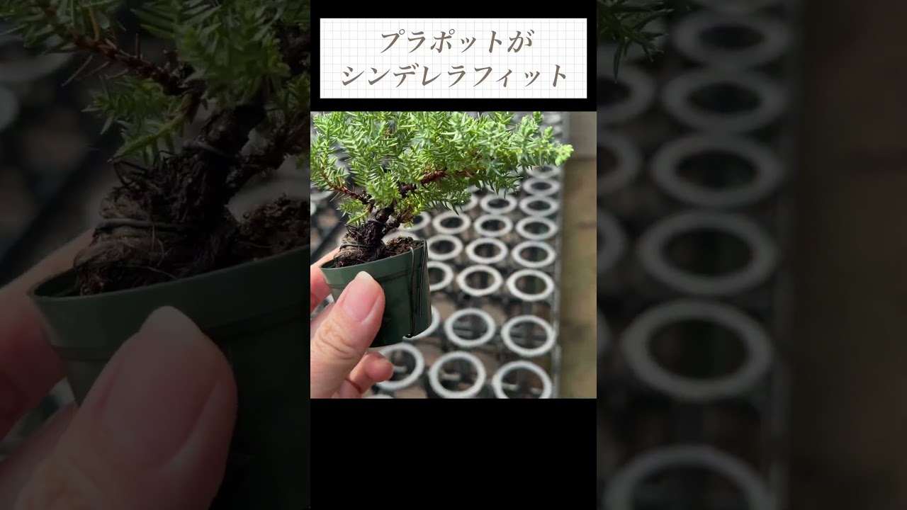 ここからが長い（ムロだし）