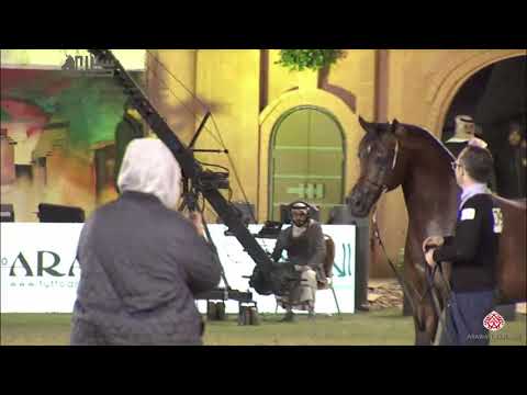 N.309 EQUATOR - 2020 PSAIAHF Al Khalediah Show - Stallions 10+ Years Old (Class 12)