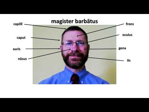 magister barbatus