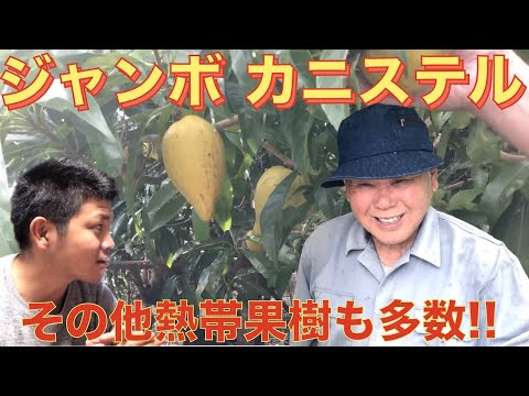 , title : '【金城流】熱帯果樹栽培の様子！ バナナを低くする方法や，その他作物の栽培・管理など！'