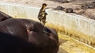 Hippos Help Lost Duckling Get Out Of Pond And Find His Mommy
