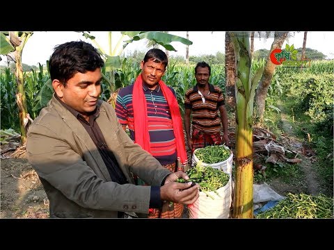 মেচরি(মালচিং পেপার ও মাচায়) - বানিজ্যিক চাষে বিঘা প্রতি ১ লাখ টাকার বেশি আয়