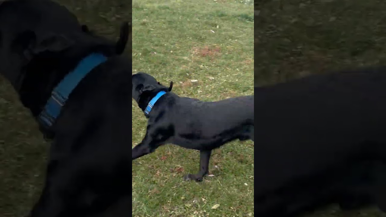 Enlarge Luke, an adopted mixed breed in Warrington, PA video 4/4