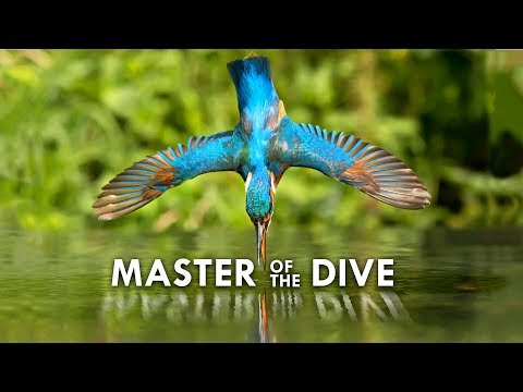 image-Why are kingfishers endangered?