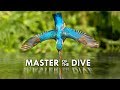 Kingfisher: Death from Above