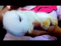 This is how Baby Bunny Rabbits Dream - Cuteness ...