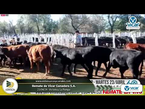 23-04-24 - Remate de Vicar Ganadera - Victorica, La Pampa