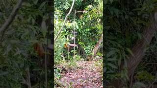 Download lagu Detik2 Cara Mikat kolibri wulung dengan menggunakan pemikat di hutan belantara mp3