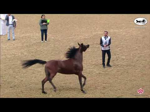 N 46 DHUHA AL WAAB   2nd Qatar AH Show for Local Bred   Fillies 2 Years Old Class 2