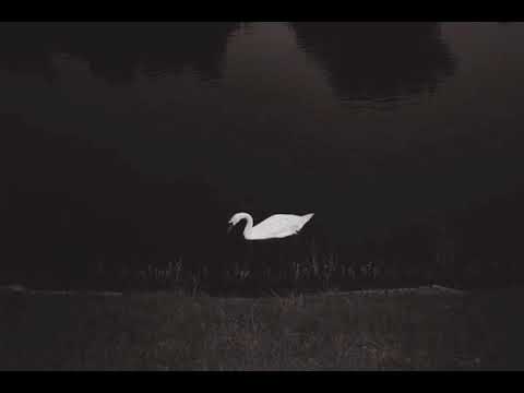 download lagu mp3 mp4 Asaf Avidan To Love Another, download lagu Asaf Avidan To Love Another gratis, unduh video klip Asaf Avidan To Love Another