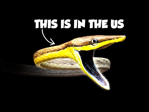 The Forgotten Venomous Snakes of the US