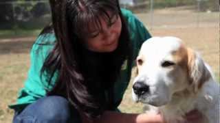 preview picture of video 'All Care Animal Hospital - Short | Minneola, FL'