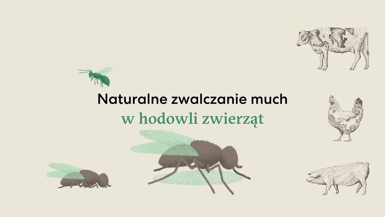 Video preview poster