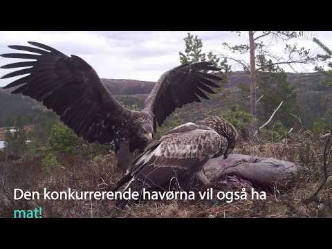 Kongeørn og havørn slåss om elgvom