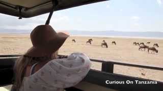 What a curious traveler thinks about her African Safari trip!
