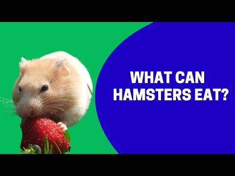 YouTube video about: Can hamster eat rabbit food?