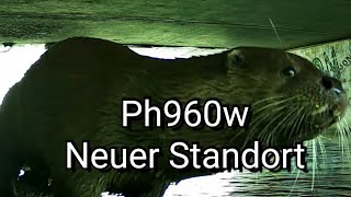 Die PH960w - neuer Platz. Fischotter entdeckt !