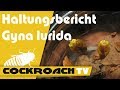 Haltungsbericht Gyna lurida Porzellansc