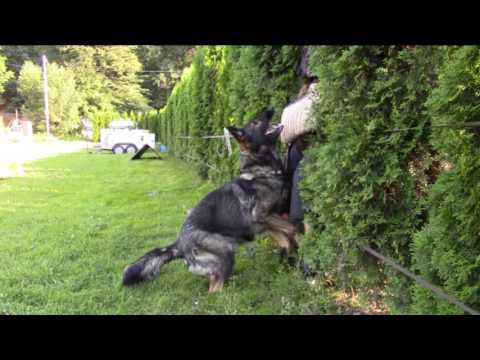 Elyscha z Jukasu - protection - 7/2016