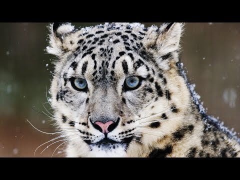 image-Do Snow leopards need cold weather?