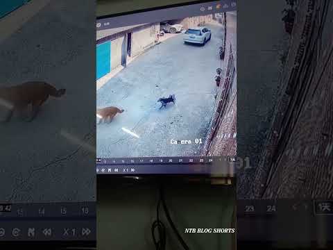 "Unbelievable survival: Dog hit by car walks away unharmed" p133 #shorts