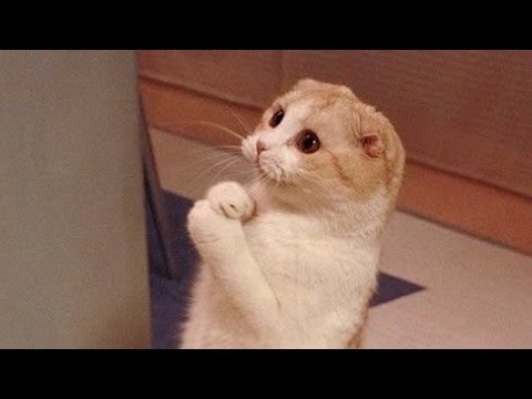 My Favorite Funny Cat Moments!