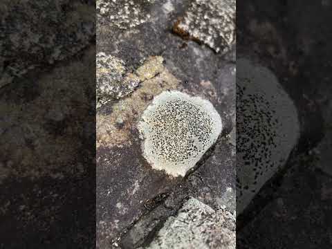 果樹のコケと地衣類：除去する必要がありますか?彼らの目標は何でしょうか？  庭園