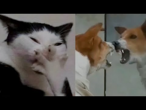 The Best Funniest Cats And Dogs I Bet You Can't Hold Your Breath Laughing 🤣😹