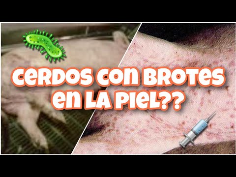 , title : 'Cerdo con brote en la piel 🦠🐽💉 como identificarlas?? como se cura??'