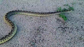 preview picture of video 'Biggest Bull Snake I've ever seen, or caught!'