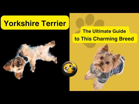 Yorkshire Terrier The Ultimate Guide to This Charming Breed #dogbreeds #yorkshire #puppy