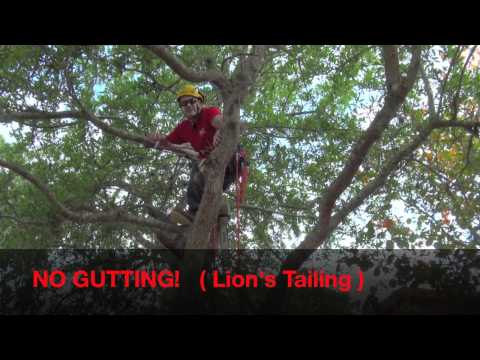 Pruning Live Oak For Health & Safety.mov