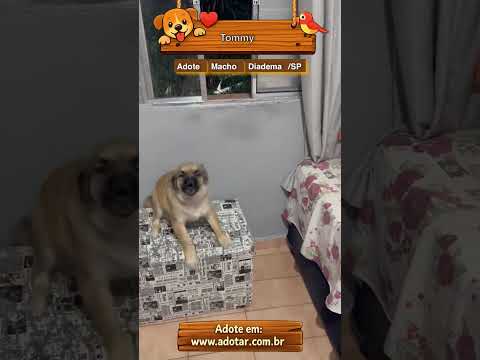 Vídeo de Tommy