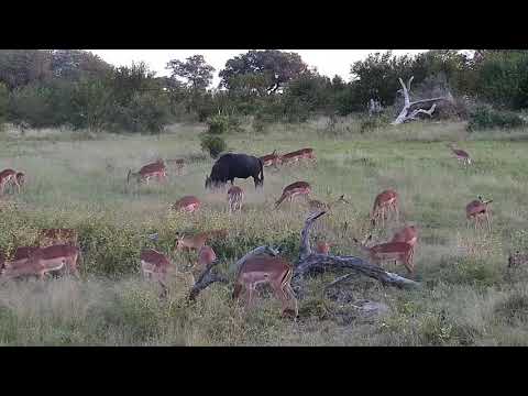 Djuma: Impala herd and Wildebeest bull - 17:20 - 04/29/21