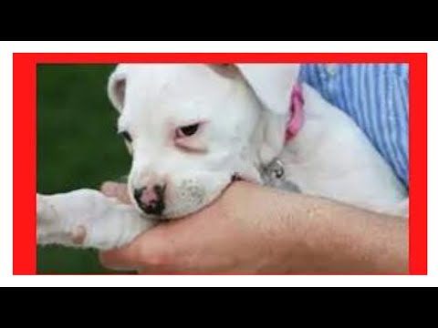 ✅ 3+1 TECNICAS PROBADAS y 100%  EFECTIVAS para que tu cachorro DOGO ARGENTINO NO MUERDA✅ adulto,bebe