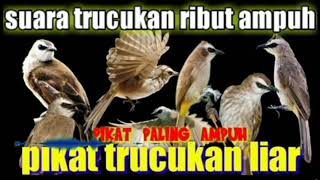 Download lagu suara burung trucukan ribut jernih ampuh pikat semua burung trucukan liar durasi panjang 1 jam mp3