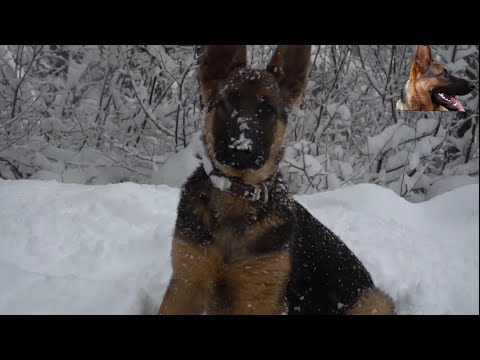 SPECIAL EPISODE WITH SERKAN BİLGİN'S LOST WOLF DOG, DORUK, PLEASE LET ME KNOW IF YOU SEE IT. DORUK