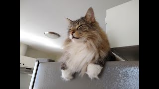 Bjorn the Norwegian Forest Cat - Cross Country Traveler and Viking Explorer