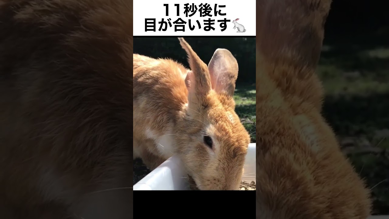うさぎと11秒後に目が合います