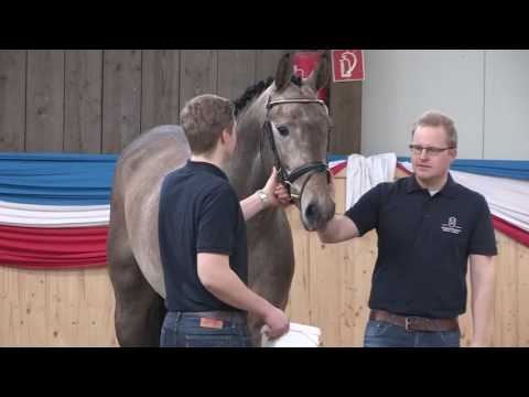 Quiwi Capitol - Quiwi Dream - Cero - Capitano - Stamm 173