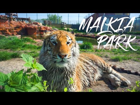 Malkia park | Big cats rescue | cestujsdetmi