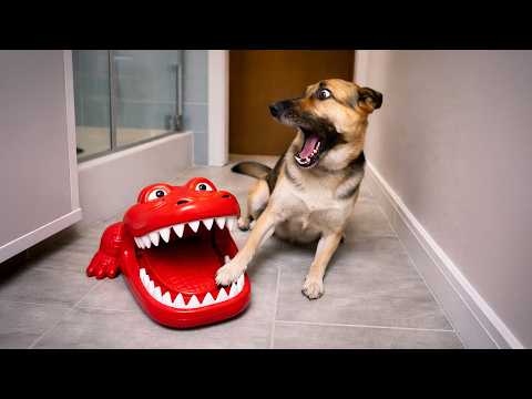 Overdramatic Animals Who Deserve an Oscar 😂 Funny Animals Videos 2026