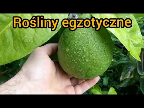 Odc.114 Wykopki i zabezpieczanie przed mrozem. Papryka, cytrusy, banany i inne egzotyki w szklarni.