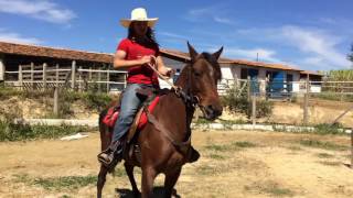 Como ensinar seu cavalo a andar de lado - Lulu Animais