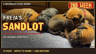 Video preview image #3 Labrador Retriever-Rhodesian Ridgeback Mix Puppy For Sale in FRESNO, CA, USA