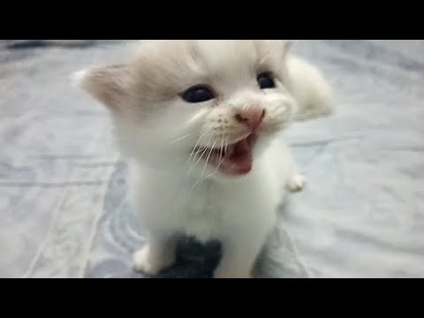 HOW TO HELP A TEETHING KITTEN.