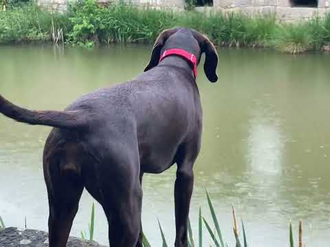 Deutsch Kurzhaar beim Angeln