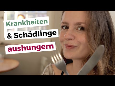 🍅 Fruchtfolge planen: Gemüsegarten-Pflanzplan mit Fruchtwechsel erstellen! 🌿