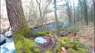 Brook Trail- Willard Brook State Forest [UpNorth]